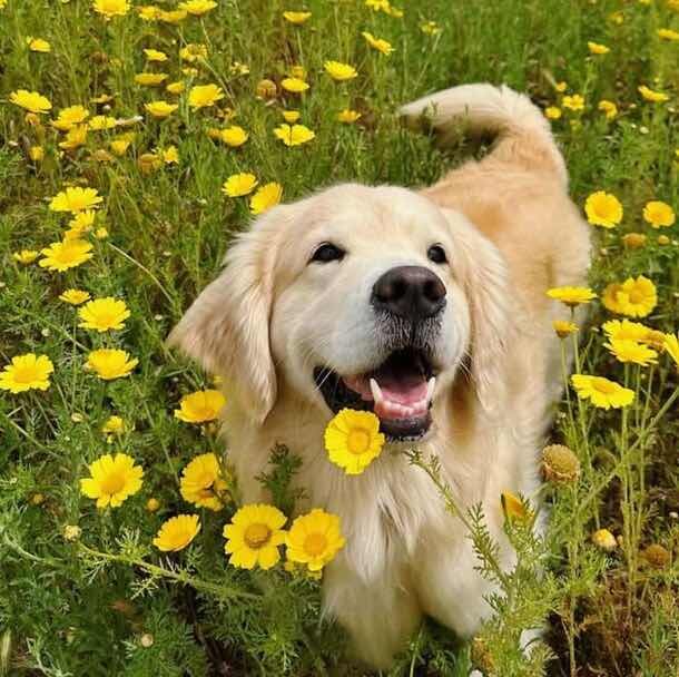 Malikh Alief Handani