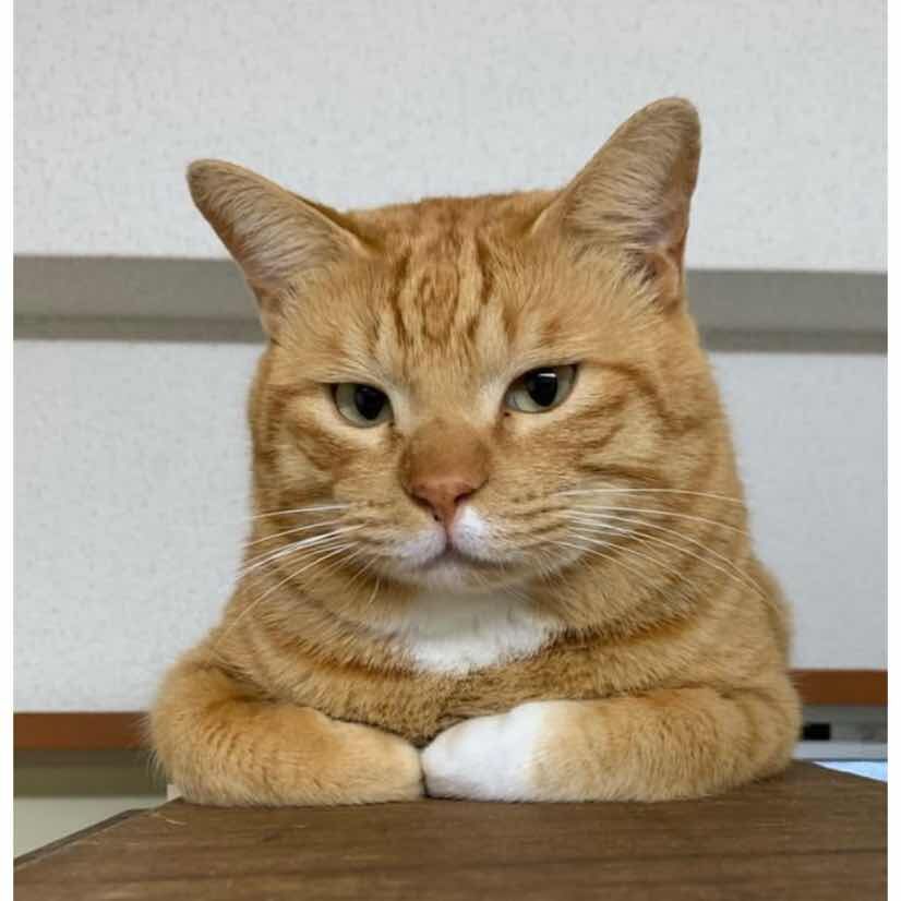 dididodo