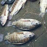 purnawan mancing mania