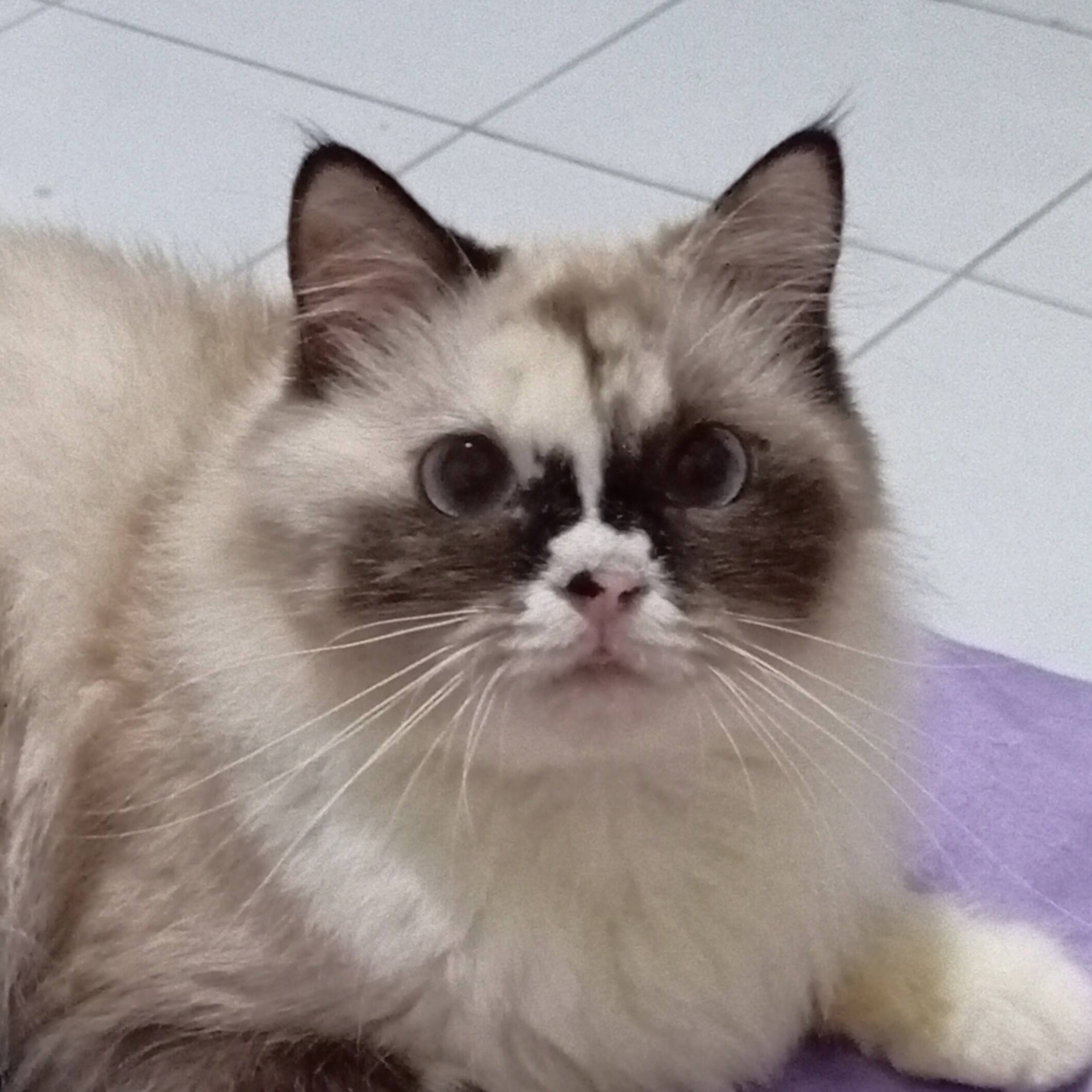 Ulfa Hassanatus Syadhiyah