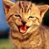 Kucing Ketawa