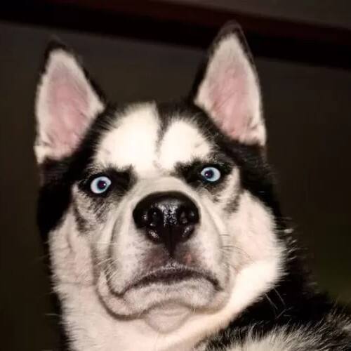 Husky Reaction