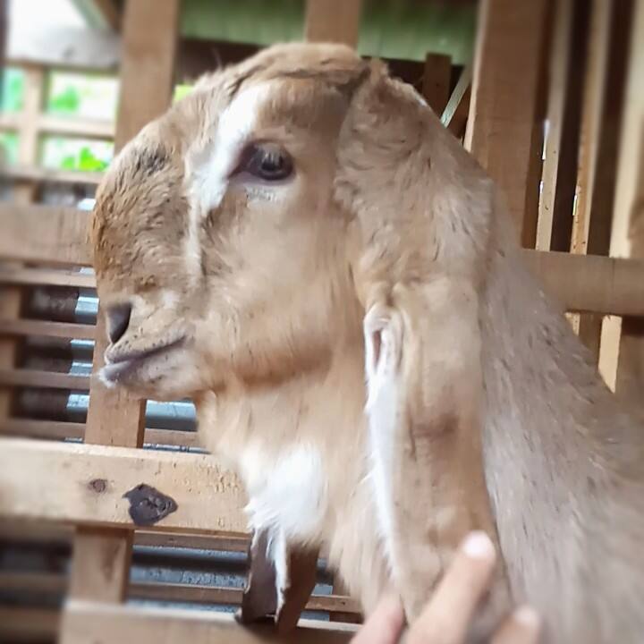 nurkotib