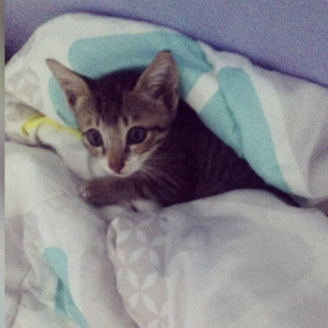 peci cat