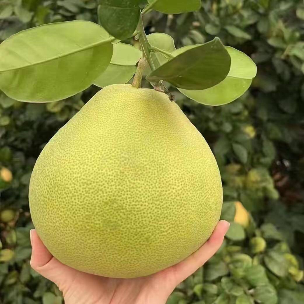 Khoerussodik