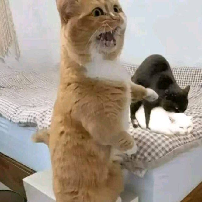 Animal Cute