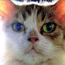 Medan Cat Lovers