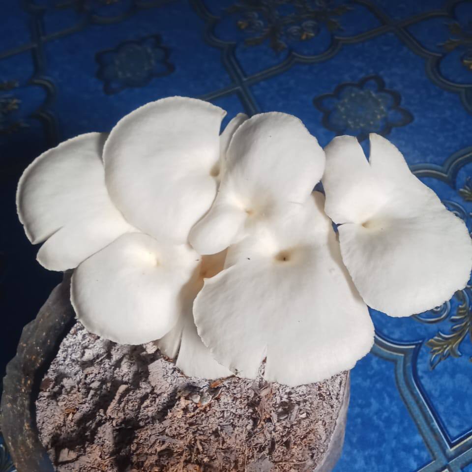 Kehidupan Desa
