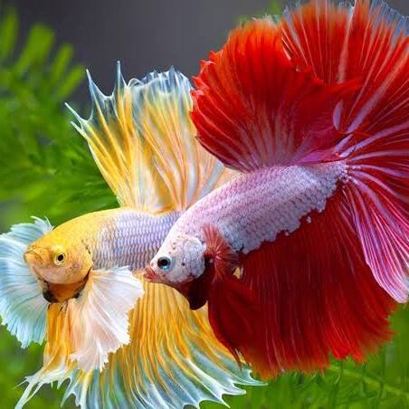 fish daily