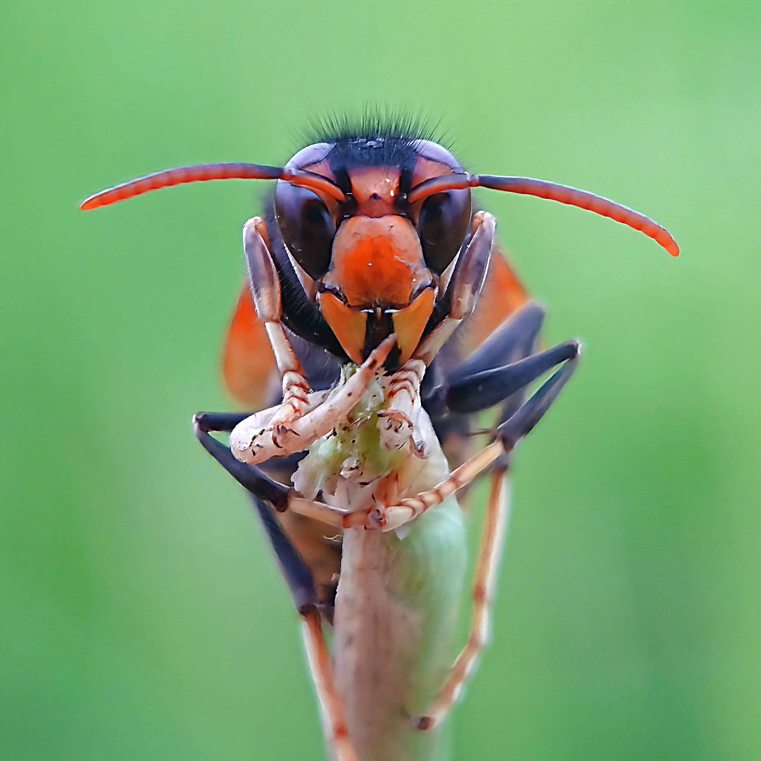 Justmacrophone