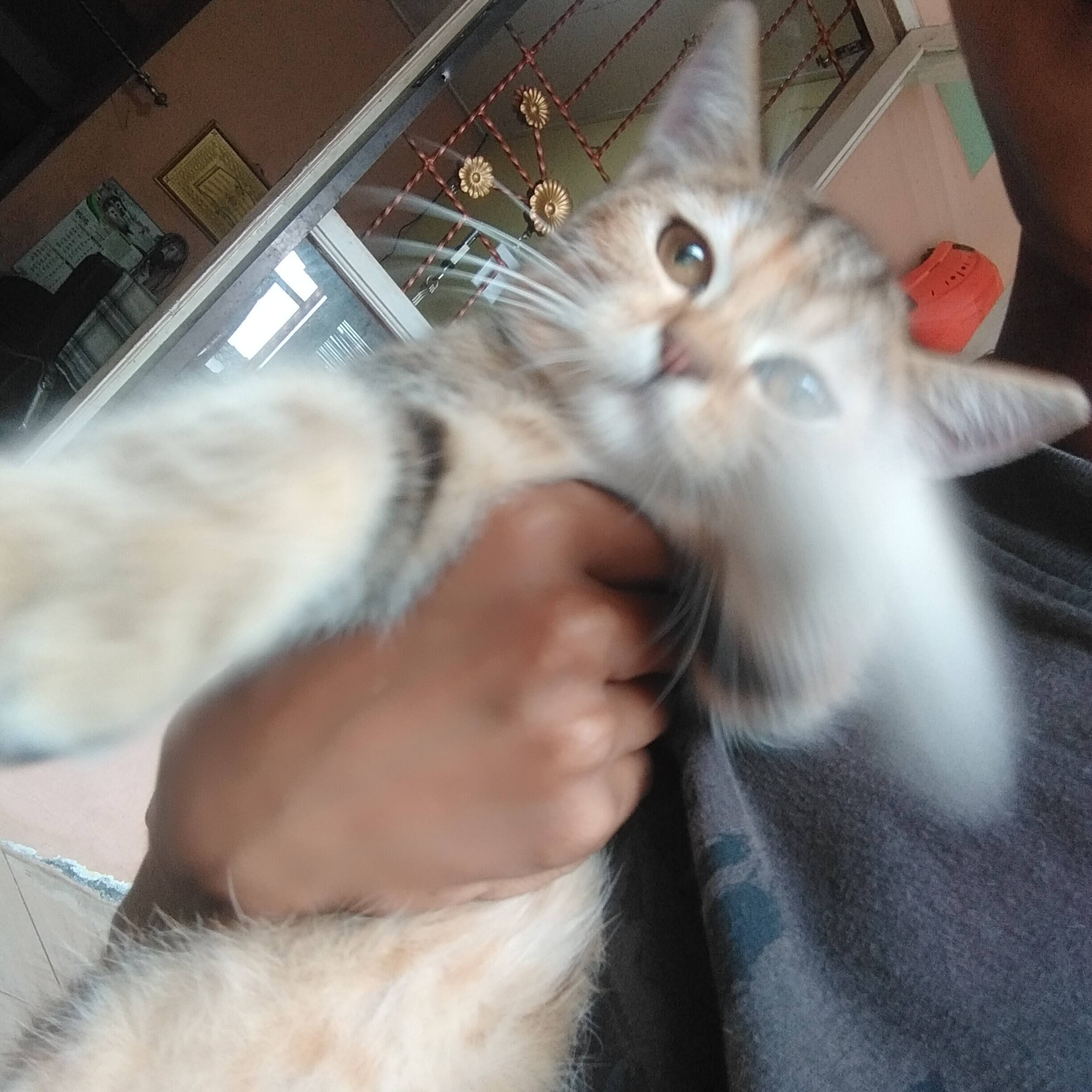 Kumpulan Kucing Lucu
