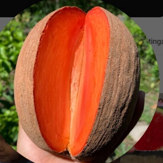 Inspirasi Tanaman Buah