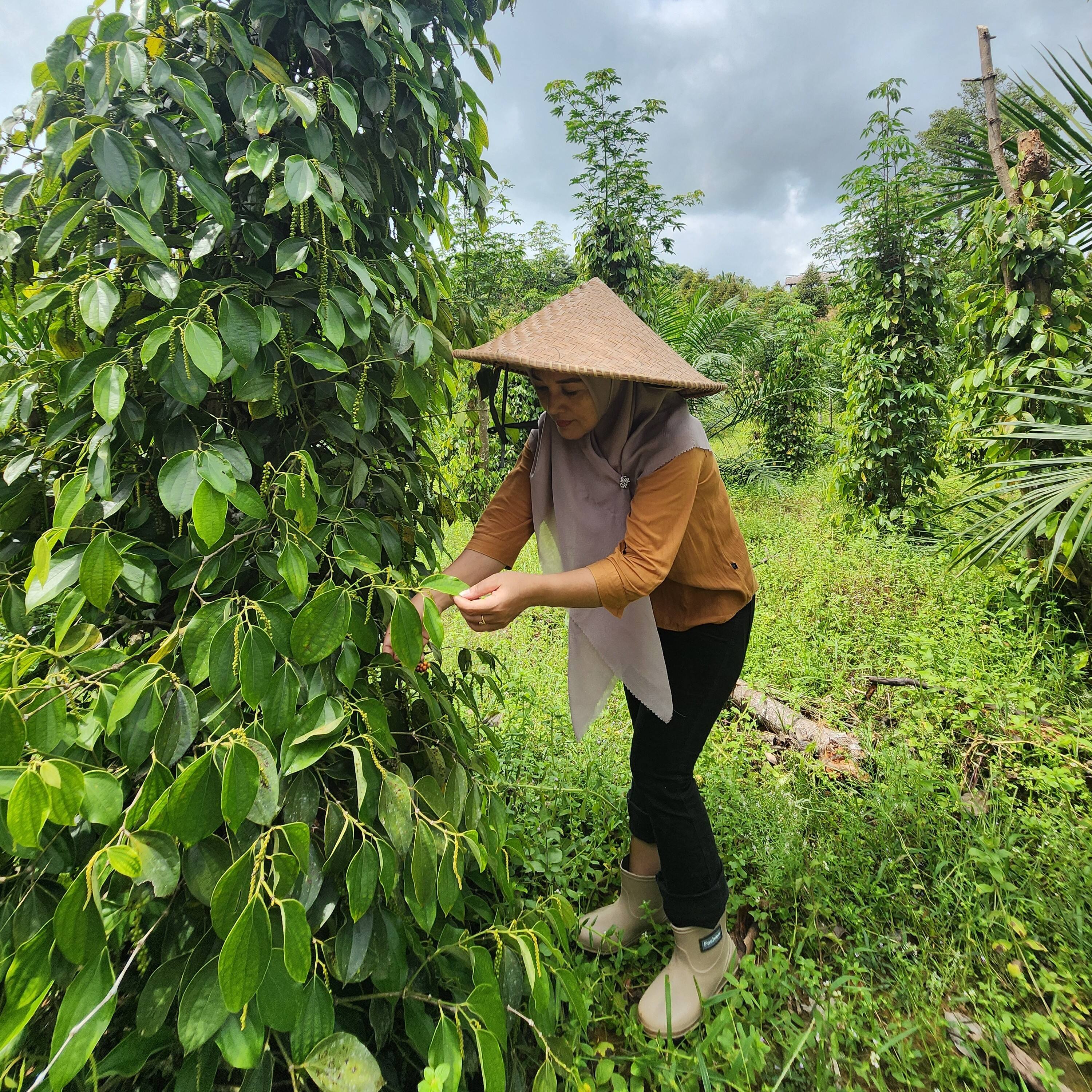 Embun Pangadongan