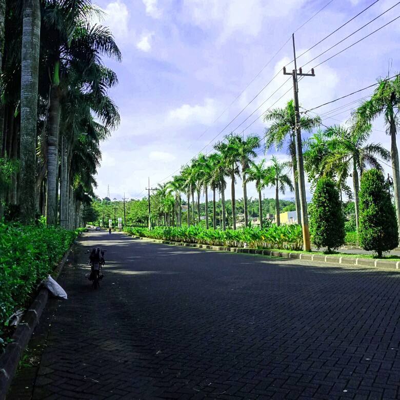 Sesilia baluk