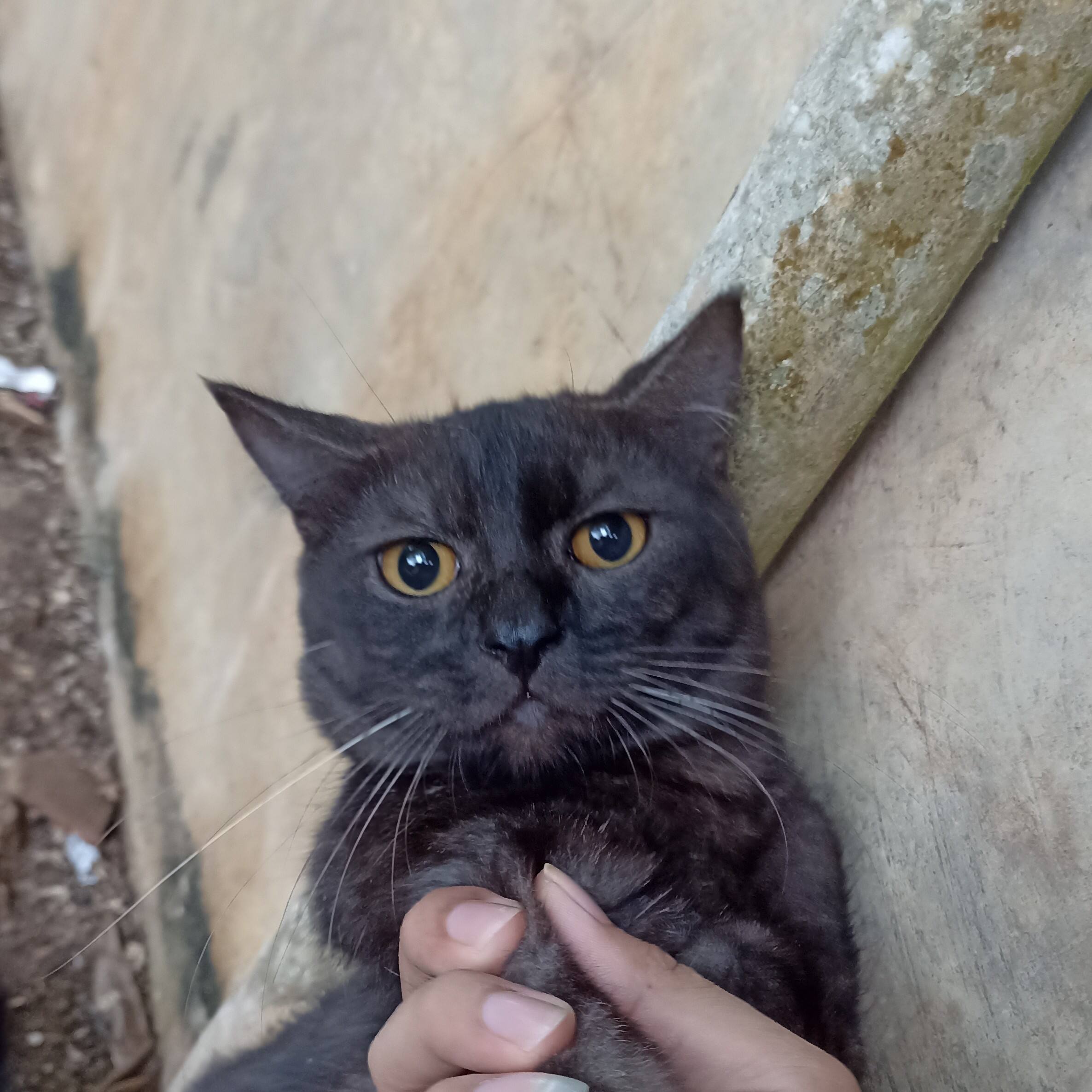 riyan akhmad