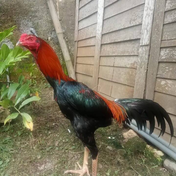 ayam jago