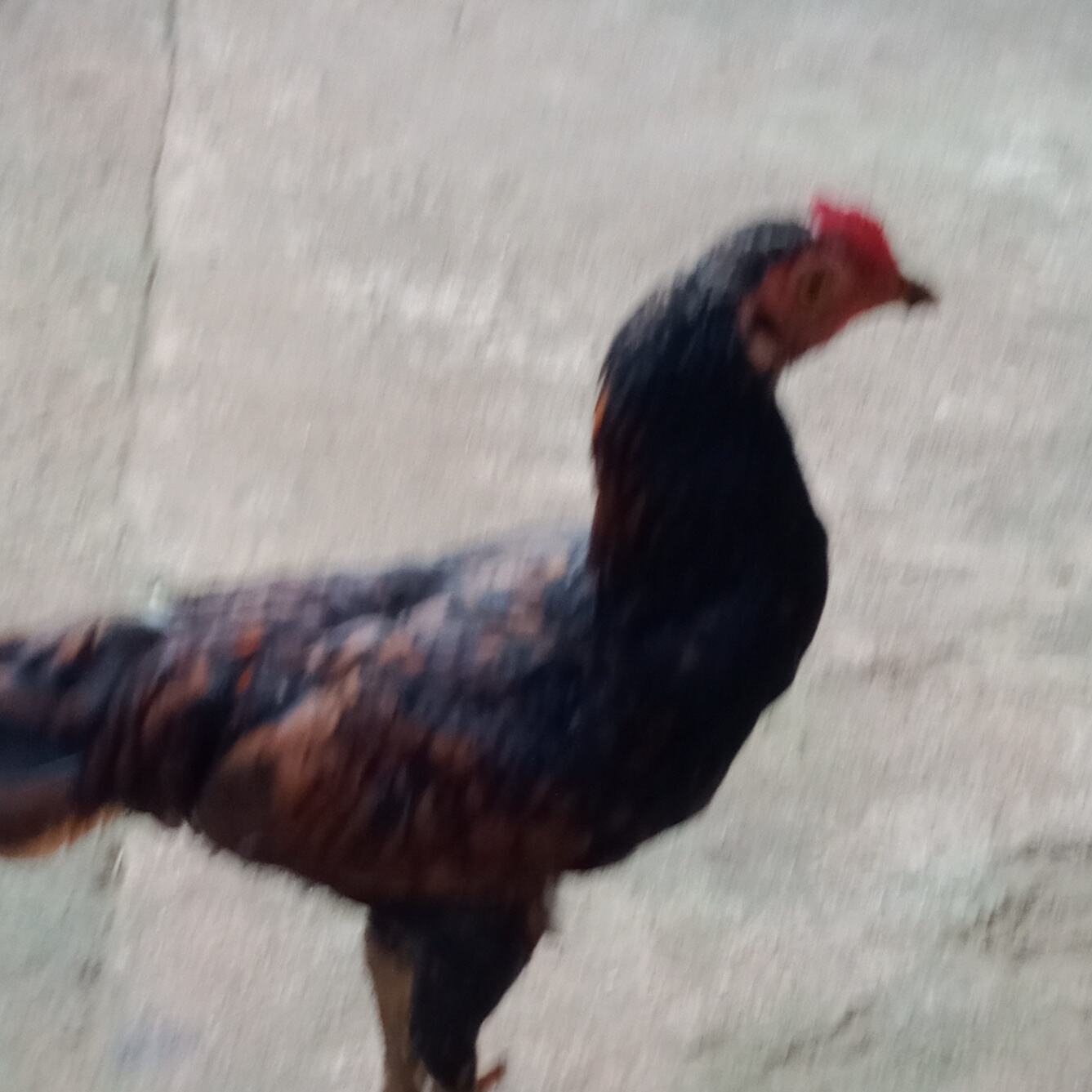 Herwin