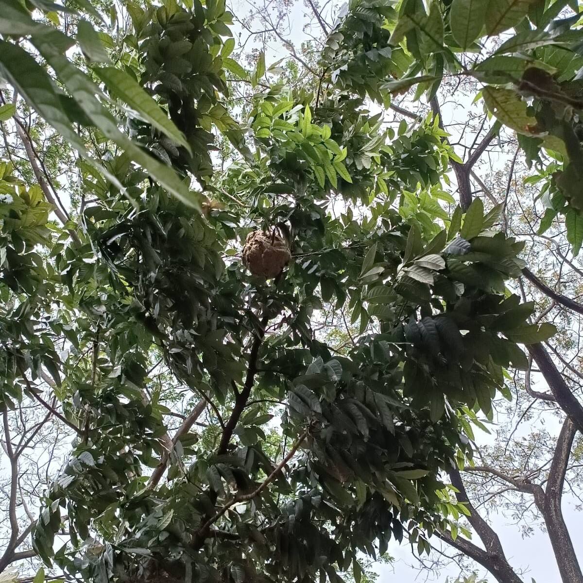 jasmat