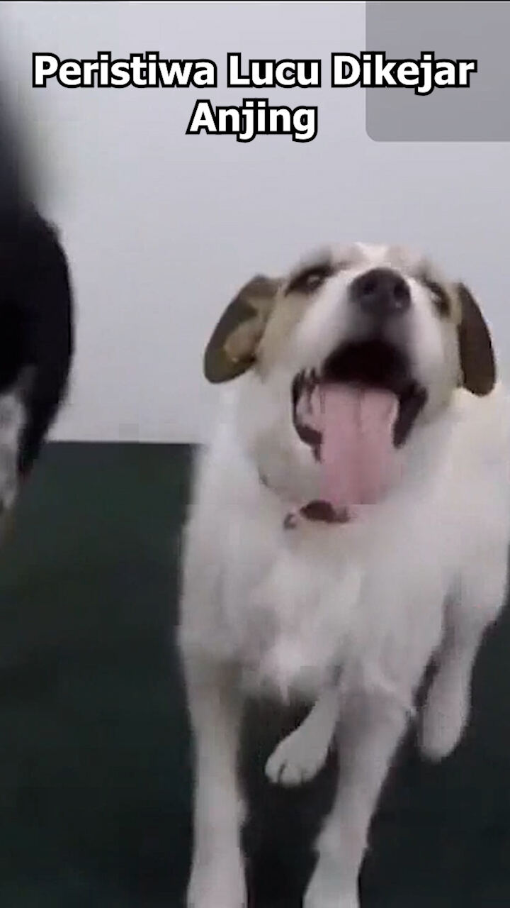 Peristiwa Lucu Dikejar Anjing