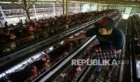 Peternak Ayam Petelur Berharap Pemerintah Kendalikan Harga Pakan