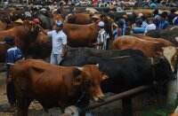Ribuan Hewan Ternak di Jawa Timur Terjangkit Virus PMK, Pusvetma Siap Produksi Vaksin