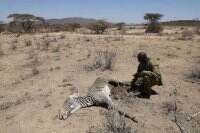 Kekeringan Terburuk Kenya, Puluhan Zebra Langka Tewas
