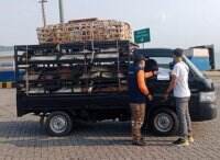 Tak Miliki Dokumen Kesehatan, Puluhan Kambing Asal Lampung Ditolak Masuk Banten