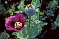 Junta Militer Berkuasa, Perdagangan Narkoba Meningkat, Myanmar Jadi Penghasil Opium Terbesar