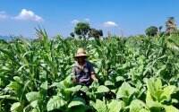 Produk Tembakau Alternatif Lebih Rendah Risiko daripada Rokok