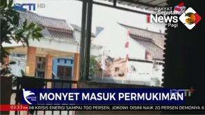 Monyet Masuk Permukiman Warga