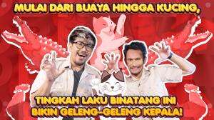 Mulai Dari Buaya Hingga Kucing, Tingkah Laku Binatang Ini Bikin Geleng-Geleng Kepala!