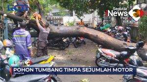 Pohon Tumbang Akibat Hujan Deras Dan Angin Kencang