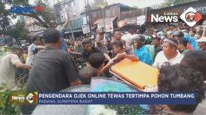 Tewas Tertimpa Pohon Tumbang
