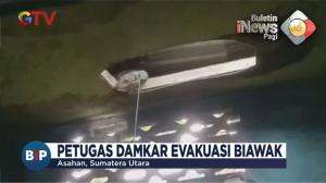 Petugas Damkar Evakuasi Biawak