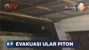 Evakuasi Ular Piton Di Palangkaraya