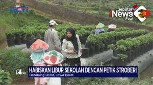 Wisata Petik Stroberi