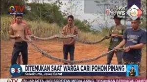 Geger! Warga Tangkap Dua Ular Sanca