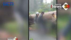 Pohon Tumbang Makan Korban Di Sukabumi, Jawa Barat