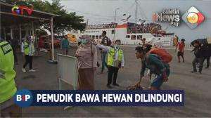 Pemudik Bawa Hewan Dilindungi