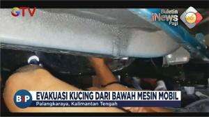 Evakuasi Kucing Tersangkut