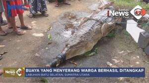 Penangkapan Buaya Penyerang Warga