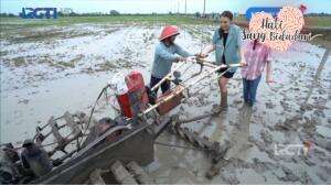 Serunya Mencobai Traktor Di Sawah - HSB Eps. 196