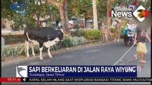 Sapi Lepas Di Jalan Raya