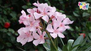 Tumbuhan Paling Beracun di Dunia