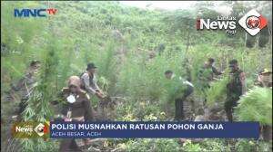 Pemusnahan Ladang Ganja