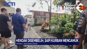 Sapi Kurban Mengamuk