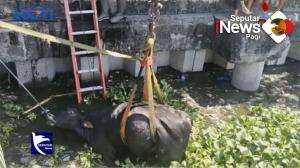 Sapi Kurban Tercebur Ke Waduk