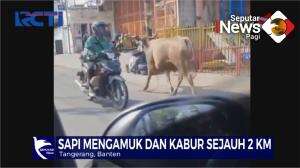 Sapi Hewan kurban mengamuk