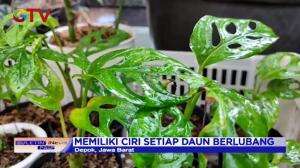 Tanaman Hias Janda Bolong Seharga Ratusan Juta