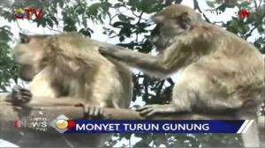 Kemarau Panjang Kera Masuki Pemukiman Warga